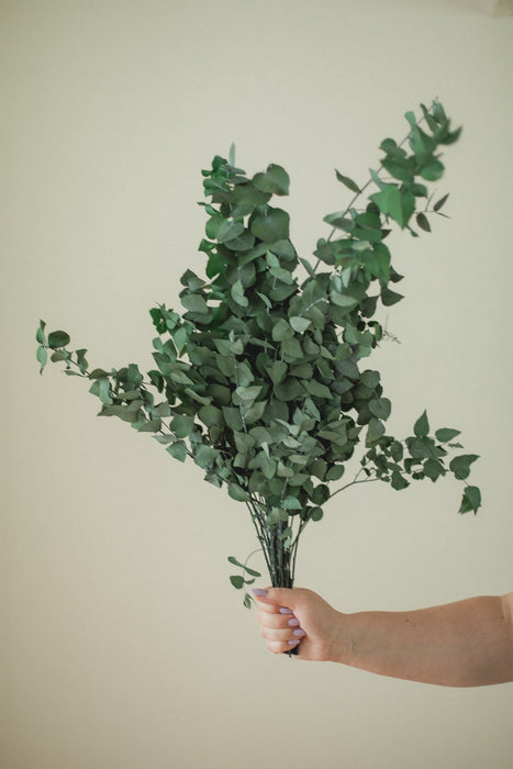 Italian Stuartana Eucalyptus