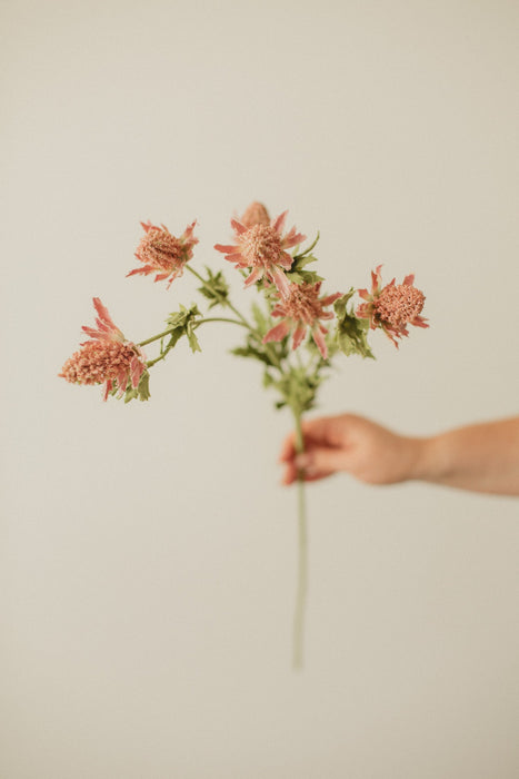 Chardon décoratif “Bell” 
/Bell Thistle - *livraison seulement*