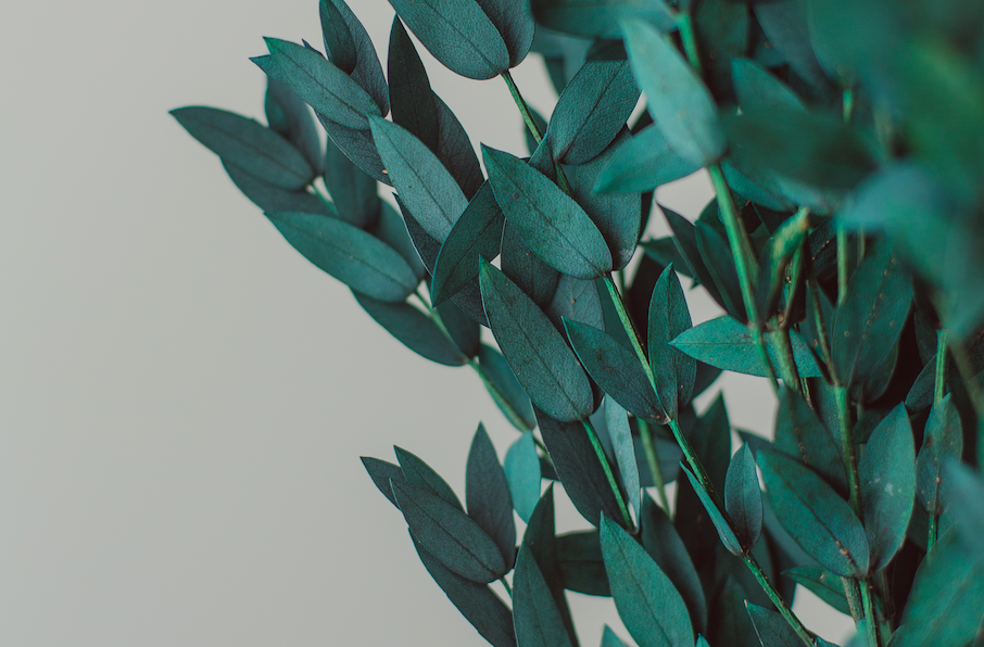 Eucalyptus Parvifolia à petites feuilles /Preserved Short Willow Eucalyptus (Parvifolia)