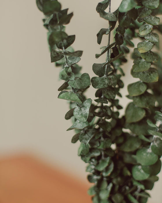 Bouquet de tiges d’eucalyptus / Eucalyptus Stem Bundle - *livraison seulement*