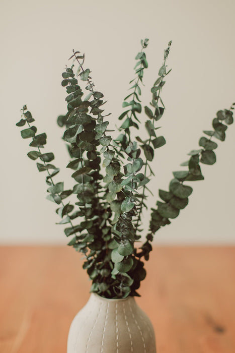 Bouquet de tiges d’eucalyptus / Eucalyptus Stem Bundle - *livraison seulement*